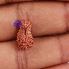 Load image into Gallery viewer, 23 Mukhi Rudraksha from Indonesia - Bead No. R