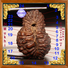 Load image into Gallery viewer, 24 Mukhi Rudraksha from Indonesia
