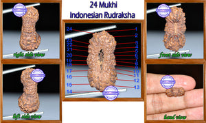 24 Mukhi Rudraksha from Indonesia