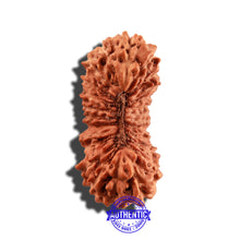 Load image into Gallery viewer, 25 Mukhi Rudraksha from Indonesia - Bead No. O