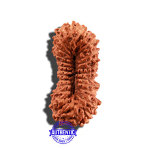 Load image into Gallery viewer, 25 Mukhi Rudraksha from Indonesia - Bead No. O