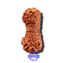 Load image into Gallery viewer, 25 Mukhi Rudraksha from Indonesia - Bead No. O