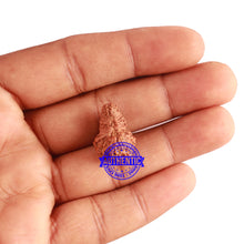 Load image into Gallery viewer, 24 Mukhi Rudraksha from Indonesia - Bead No. Q