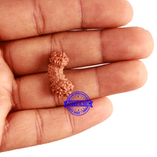 Load image into Gallery viewer, 24 Mukhi Rudraksha from Indonesia - Bead No. R
