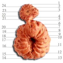 Load image into Gallery viewer, 24 Mukhi Gaurishankar Rudraksha from Indonesia - Bead No. S