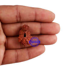 Load image into Gallery viewer, 24 Mukhi Rudraksha from Indonesia - Bead No. F