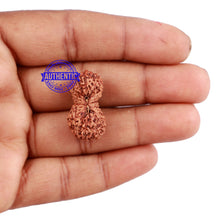 Load image into Gallery viewer, 24 Mukhi Rudraksha from Indonesia - Bead No. L