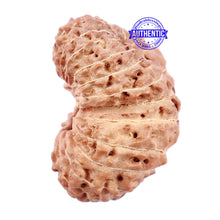 Load image into Gallery viewer, 24 Mukhi Rudraksha from Indonesia - Bead No. G