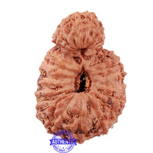 Load image into Gallery viewer, 24 Mukhi Rudraksha from Indonesia - Bead No. H
