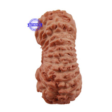 Load image into Gallery viewer, 24 Mukhi Rudraksha from Indonesia - Bead No. K