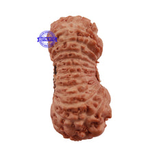 Load image into Gallery viewer, 24 Mukhi Rudraksha from Indonesia - Bead No. K