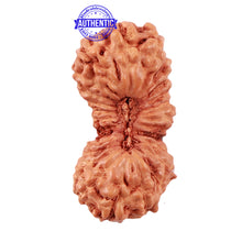 Load image into Gallery viewer, 24 Mukhi Rudraksha from Indonesia - Bead No. M