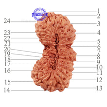 Load image into Gallery viewer, 24 Mukhi Rudraksha from Indonesia - Bead No. M