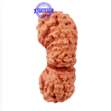 Load image into Gallery viewer, 24 Mukhi Rudraksha from Indonesia - Bead No. M
