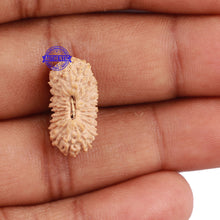 Load image into Gallery viewer, 24 Mukhi Rudraksha from Indonesia - Bead No. O