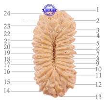 Load image into Gallery viewer, 24 Mukhi Rudraksha from Indonesia - Bead No. O