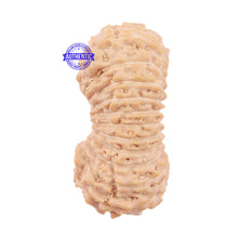 Load image into Gallery viewer, 24 Mukhi Rudraksha from Indonesia - Bead No. O