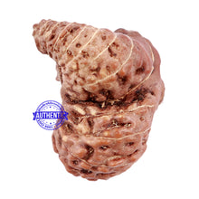 Load image into Gallery viewer, 25 Mukhi Rudraksha from Indonesia - Bead No. i