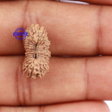 Load image into Gallery viewer, 25 Mukhi Rudraksha from Indonesia - Bead No. J