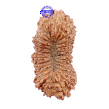 Load image into Gallery viewer, 25 Mukhi Rudraksha from Indonesia - Bead No. J