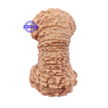 Load image into Gallery viewer, 25 Mukhi Rudraksha from Indonesia - Bead No. J