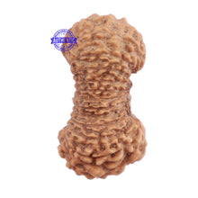 Load image into Gallery viewer, 25 Mukhi Rudraksha from Indonesia - Bead No. J