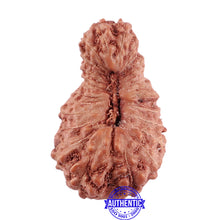 Load image into Gallery viewer, 25 Mukhi Rudraksha from Indonesia - Bead No. L