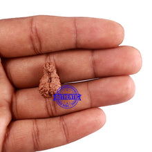 Load image into Gallery viewer, 25 Mukhi Rudraksha from Indonesia - Bead No. L