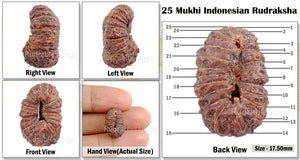 25 Mukhi Rudraksha from Indonesia