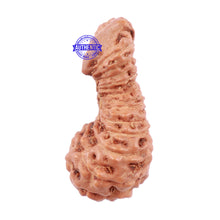 Load image into Gallery viewer, 26 Mukhi Rudraksha from Indonesia - Bead No. N