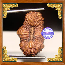 Load image into Gallery viewer, 26 Mukhi Rudraksha from Indonesia
