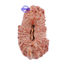 Load image into Gallery viewer, 26 Mukhi Rudraksha from Indonesia - Bead No. N