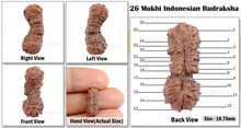 Load image into Gallery viewer, 26 Mukhi Rudraksha from Indonesia
