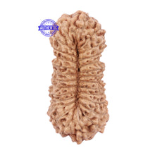Load image into Gallery viewer, 27 Mukhi Rudraksha from Indonesia - Bead No. C