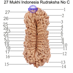 27 Mukhi Rudraksha from Indonesia - Bead No. C