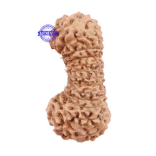 Load image into Gallery viewer, 27 Mukhi Rudraksha from Indonesia - Bead No. C