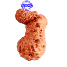 Load image into Gallery viewer, 24 Mukhi Gaurishankar Rudraksha from Indonesia - Bead No. S