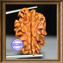 Load image into Gallery viewer, 2 Mukhi Rudraksha from India - Bead No. 2