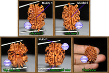 Load image into Gallery viewer, 2 Mukhi Rudraksha from India - Bead No. 3