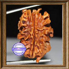 Load image into Gallery viewer, 2 Mukhi Rudraksha from India - Bead No. 3