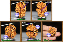 Load image into Gallery viewer, 2 Mukhi Rudraksha from India - Bead No. 1
