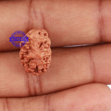 Load image into Gallery viewer, 2 Mukhi Rudraksha from Indonesia - Bead No. 21
