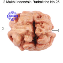 Load image into Gallery viewer, 2 Mukhi Rudraksha from Indonesia - Bead No. 26