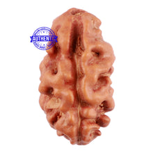 Load image into Gallery viewer, 2 Mukhi Rudraksha from Indonesia - Bead No. 44