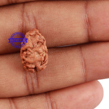 Load image into Gallery viewer, 2 Mukhi Rudraksha from Indonesia - Bead No. 44