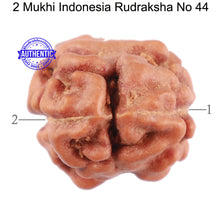 Load image into Gallery viewer, 2 Mukhi Rudraksha from Indonesia - Bead No. 44