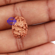 Load image into Gallery viewer, 2 Mukhi Rudraksha from Indonesia - Bead No. 50