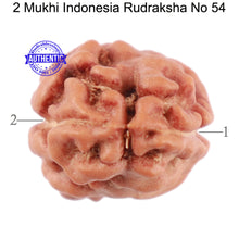 Load image into Gallery viewer, 2 Mukhi Rudraksha from Indonesia - Bead No. 54
