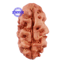 Load image into Gallery viewer, 2 Mukhi Rudraksha from Indonesia - Bead No. 55