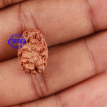 Load image into Gallery viewer, 2 Mukhi Rudraksha from Indonesia - Bead No. 60